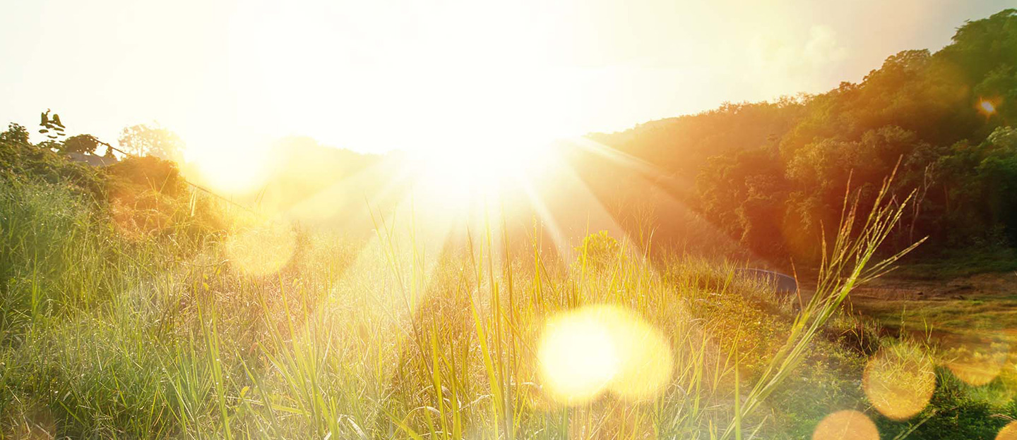 Sunrise over a field of grass and plants