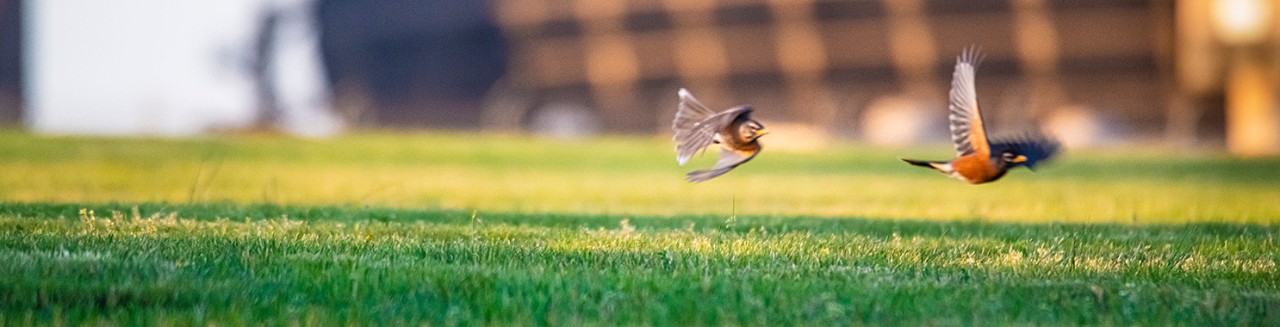 birds flying