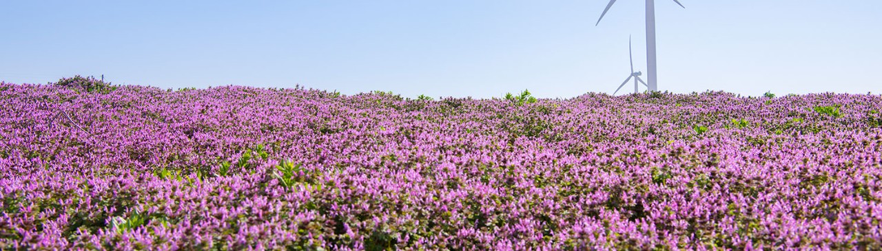 2024 Constellation Sustainability Report Header with Flowers and Turbine